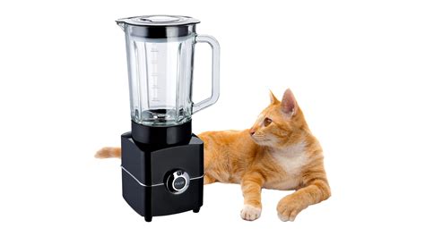 cat blender footage|Cat Blender Video